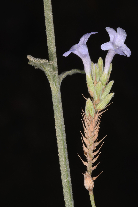 Lavandula subnuda  Geotagged,Lavandula subnuda,United Arab Emirates,Winter