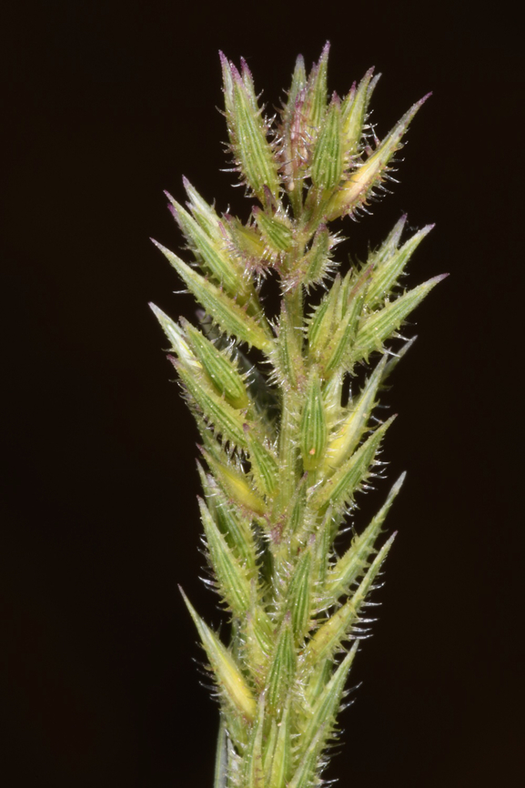 Tragus racemosus  Geotagged,Tragus racemosus,United Arab Emirates,Winter