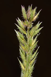 Tragus racemosus  Geotagged,Tragus racemosus,United Arab Emirates,Winter