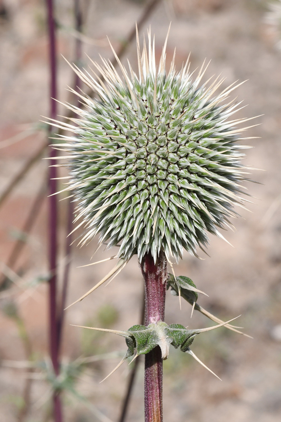 Echinops erinaceus  Echinops erinaceus,Geotagged,United Arab Emirates,Winter