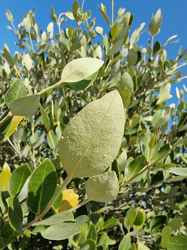 Avicennia marina  Avicenna marina,Avicennia marina,Geotagged,United Arab Emirates,Winter