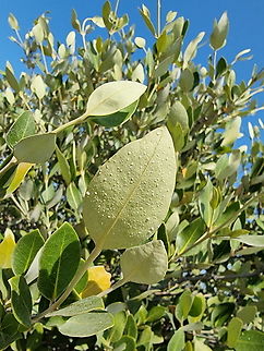 Avicennia marina  Avicenna marina,Avicennia marina,Geotagged,United Arab Emirates,Winter