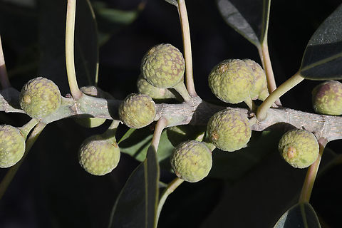 Ficus salicifolia  Ficus salicifolia,Geotagged,United Arab Emirates,Winter,Wonderboom Fig