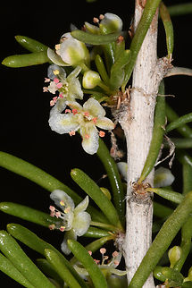 Pteropyrum scoparium  Geotagged,Pteropyrum scoparium,United Arab Emirates,Winter