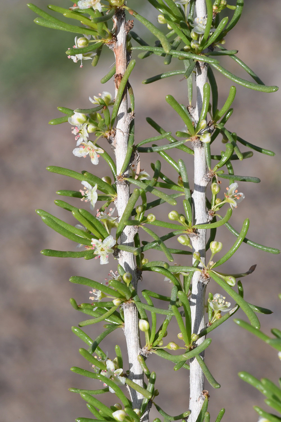 Pteropyrum scoparium  Geotagged,Pteropyrum scoparium,United Arab Emirates,Winter