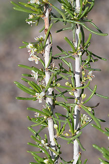 Pteropyrum scoparium  Geotagged,Pteropyrum scoparium,United Arab Emirates,Winter