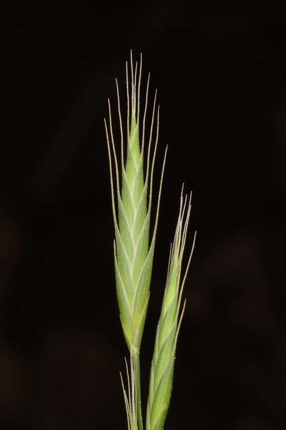Brachypodium distachyon  Brachypodium distachyon,Geotagged,Oman,Winter