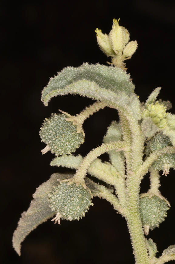 Chrozophora oblongifolia  Chrozophora oblongifolia,Geotagged,United Arab Emirates,Winter