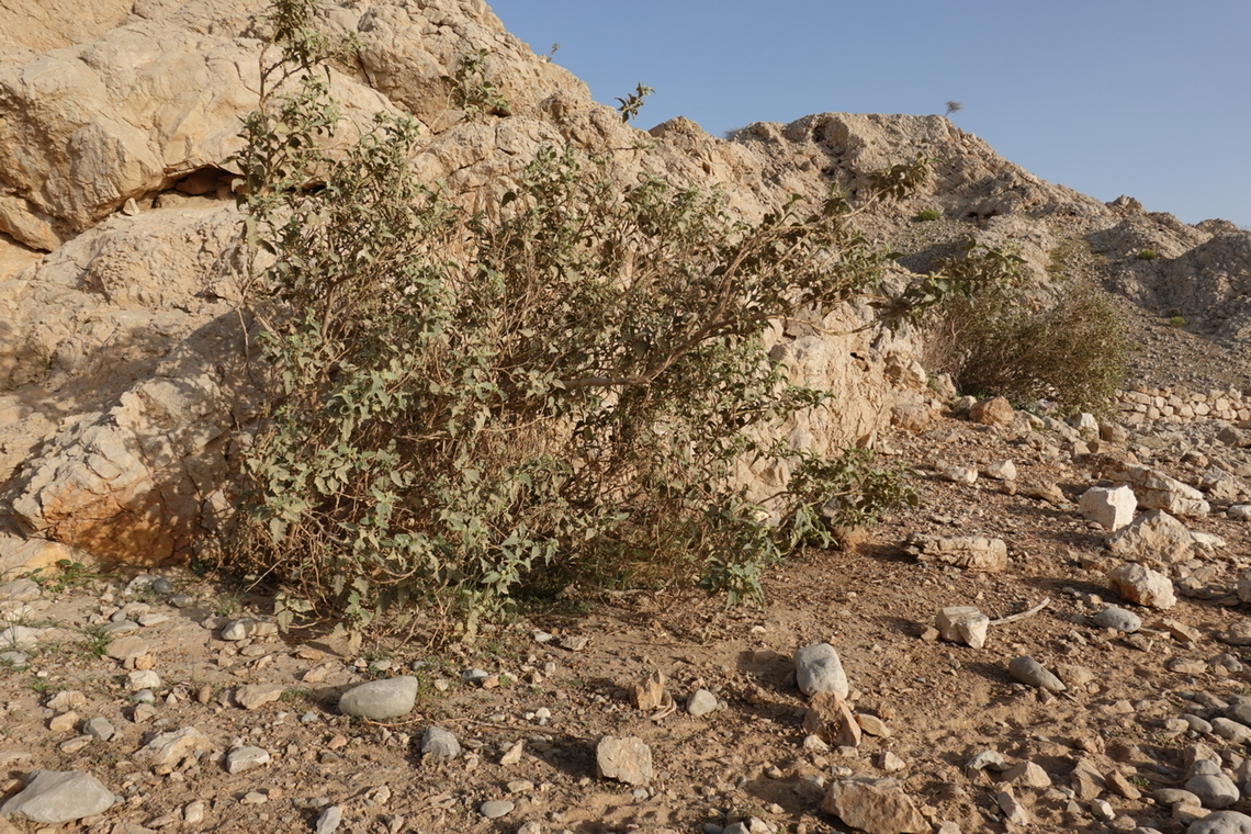 Chrozophora oblongifolia  Chrozophora oblongifolia,Geotagged,United Arab Emirates,Winter