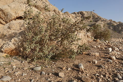 Chrozophora oblongifolia  Chrozophora oblongifolia,Geotagged,United Arab Emirates,Winter
