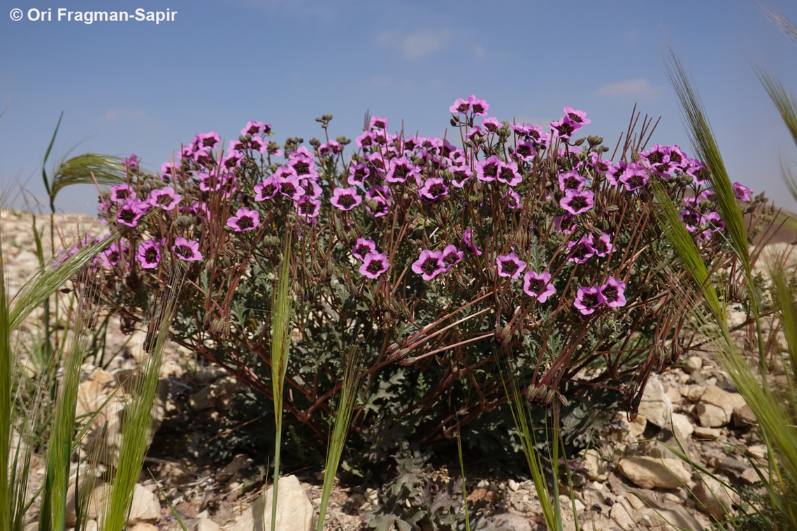 Erodium crassifolium  Desert Stork's-Bill,Erodium crassifolium,Geotagged,Israel,Winter