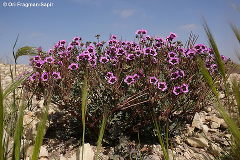 Erodium crassifolium  Desert Stork's-Bill,Erodium crassifolium,Geotagged,Israel,Winter