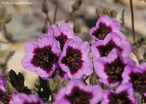 Erodium crassifolium  Desert Stork's-Bill,Erodium crassifolium,Geotagged,Israel,Winter