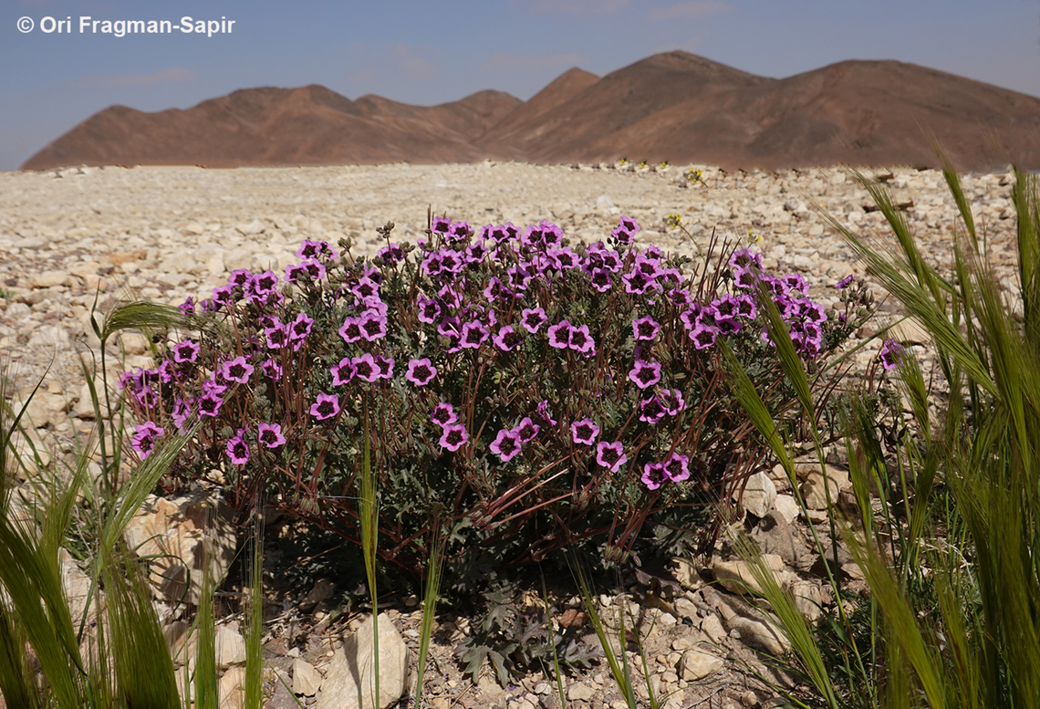 Erodium crassifolium  Desert Stork's-Bill,Erodium crassifolium,Geotagged,Israel,Winter