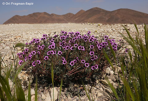 Erodium crassifolium  Desert Stork's-Bill,Erodium crassifolium,Geotagged,Israel,Winter