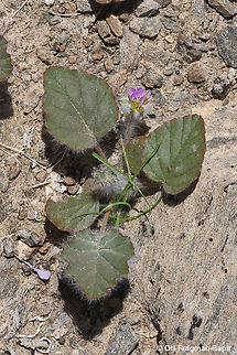 Monsonia heliotropioides  Geotagged,Israel,Monsonia heliotropioides,Winter