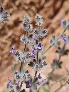 Salvia deserti  Desert Sage,Geotagged,Israel,Salvia deserta,Winter
