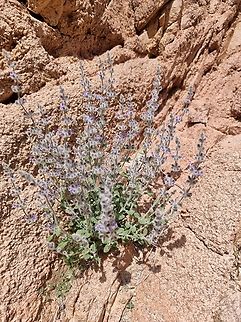 Salvia deserti  Desert Sage,Geotagged,Israel,Salvia deserta,Winter