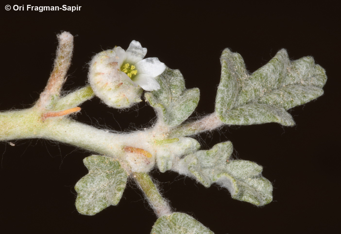 Neurada procumbens  Geotagged,Israel,Neurada procumbens,Winter