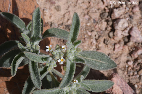 Morettia parviflora  Geotagged,Israel,Morettia parviflora,Winter