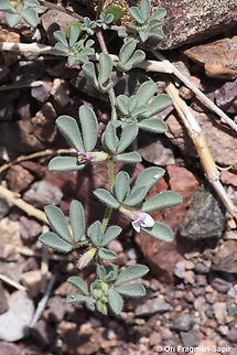 Lotus glinoides  Geotagged,Israel,Lotus glinoides,Winter