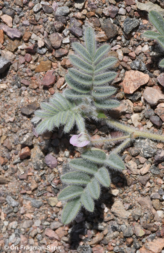 Astragalus eremophilus  Astragalus eremophilus,Geotagged,Israel,Winter