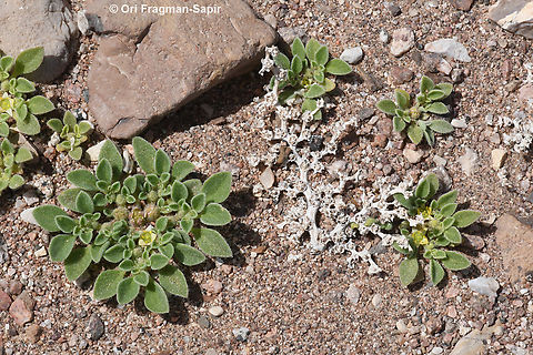 Aizoon canariense You can see the skeleton of the mother plant form one of the previous years and some of its offspring that germinated this year. Aizoon canariense,Geotagged,Israel,Winter