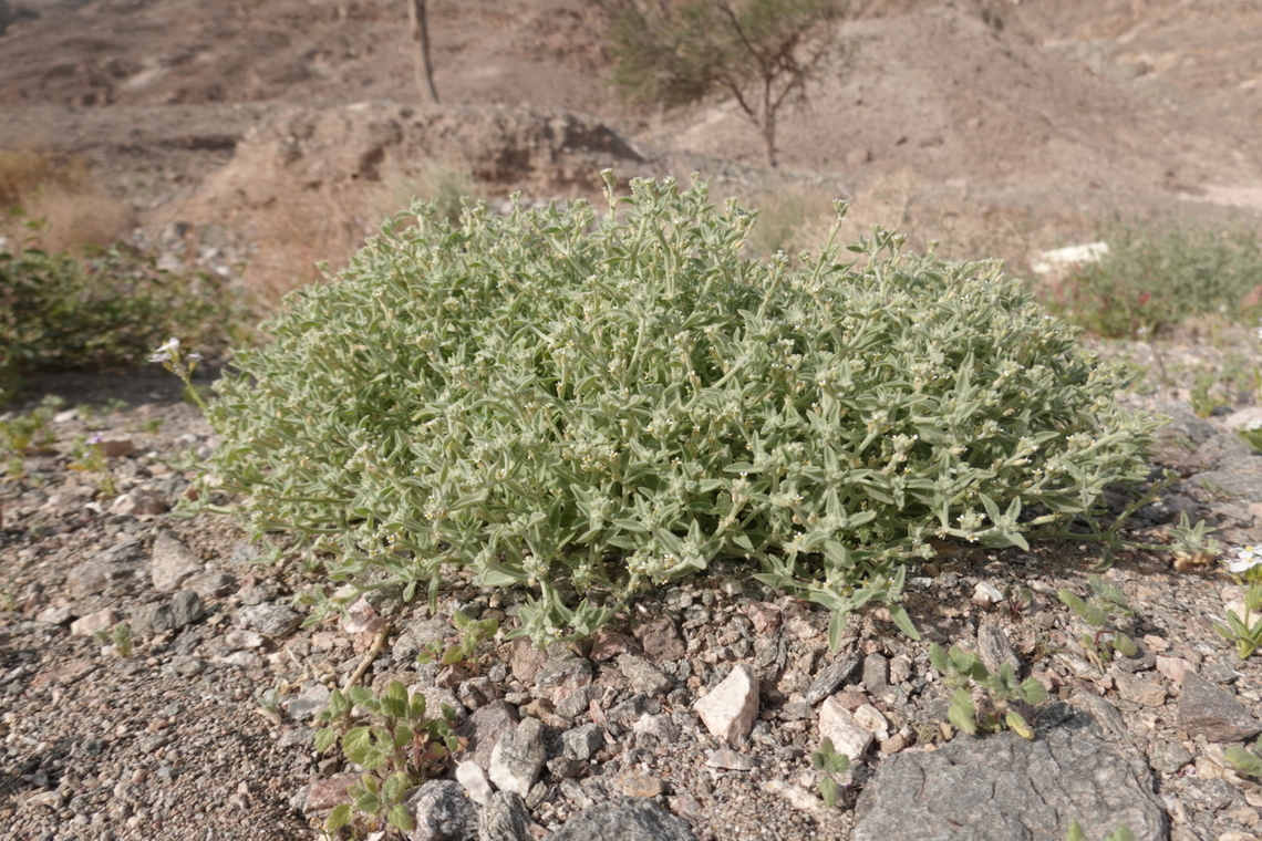Morettia parviflora  Geotagged,Israel,Morettia parviflora,Winter