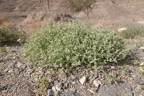 Morettia parviflora  Geotagged,Israel,Morettia parviflora,Winter
