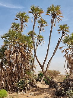Hyphaene thebaica  Doum palm,Geotagged,Hyphaene thebaica,Israel,Winter