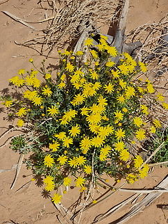 Senecio glaucus  Geotagged,Israel,Senecio glaucus,Winter