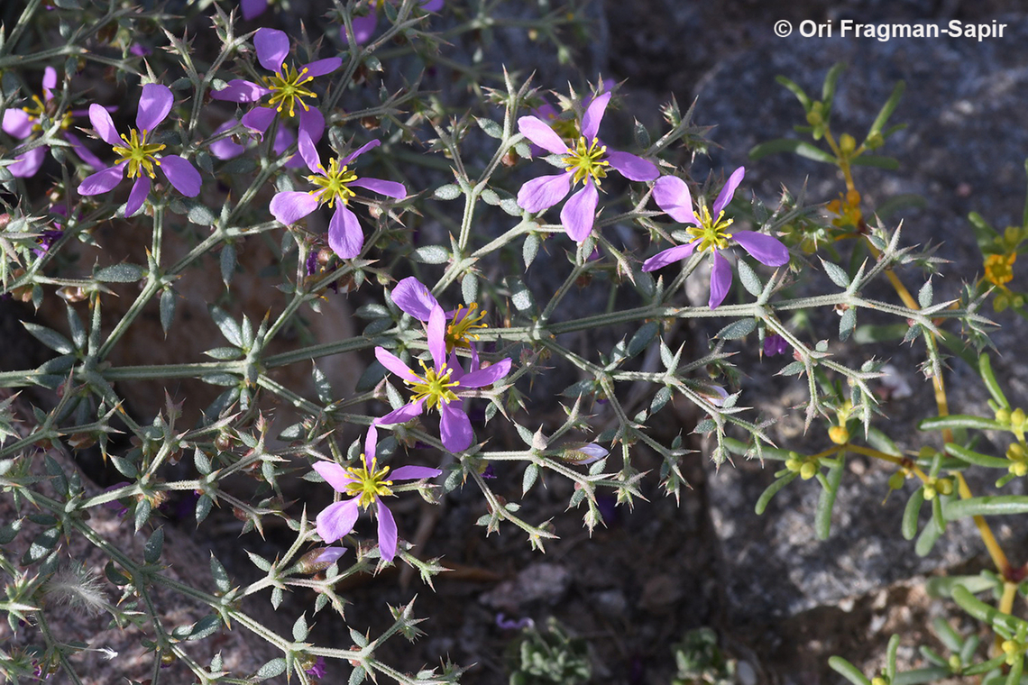 Fagonia bruguieri  Fagonia bruguieri,Geotagged,Israel,Winter