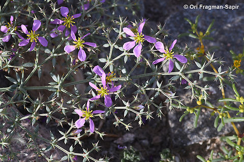Fagonia bruguieri  Fagonia bruguieri,Geotagged,Israel,Winter