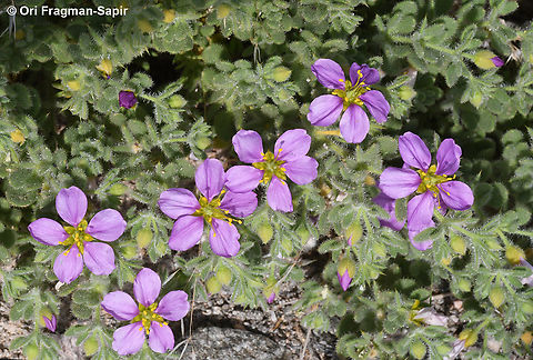 Fagonia mollis  Fagonia mollis,Geotagged,Israel,Winter
