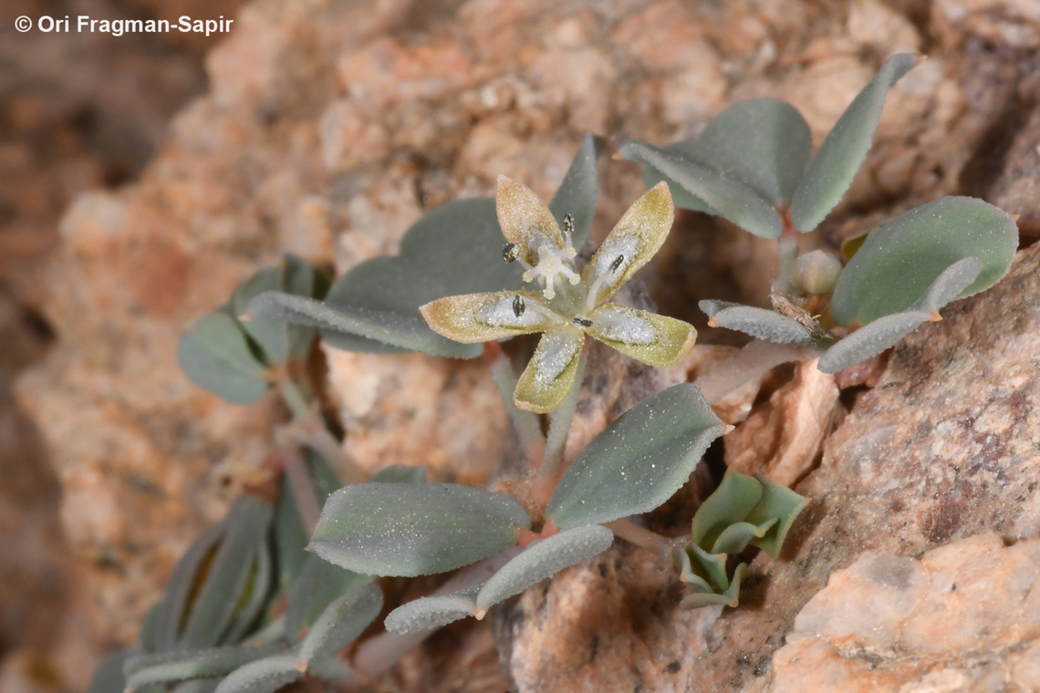 Seetzenia orientalis  Geotagged,Israel,Seetzenia orientalis,Winter