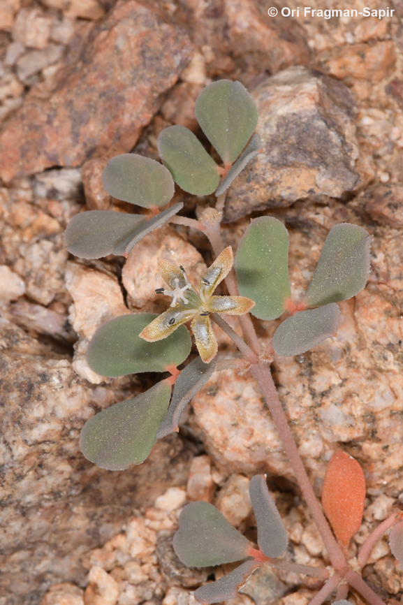 Seetzenia orientalis  Geotagged,Israel,Seetzenia orientalis,Winter