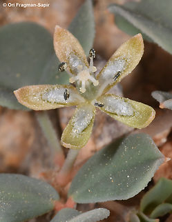Seetzenia orientalis  Geotagged,Israel,Seetzenia orientalis,Winter