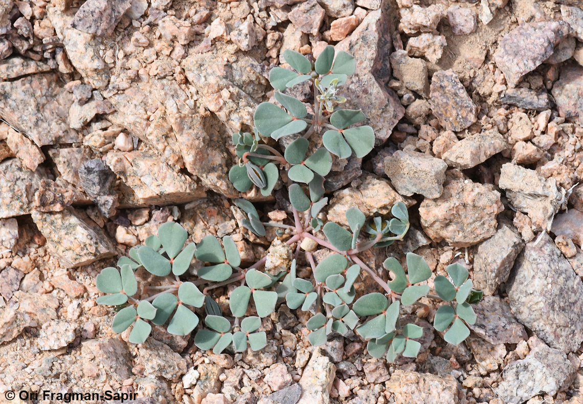 Seetzenia orientalis  Geotagged,Israel,Seetzenia orientalis,Winter