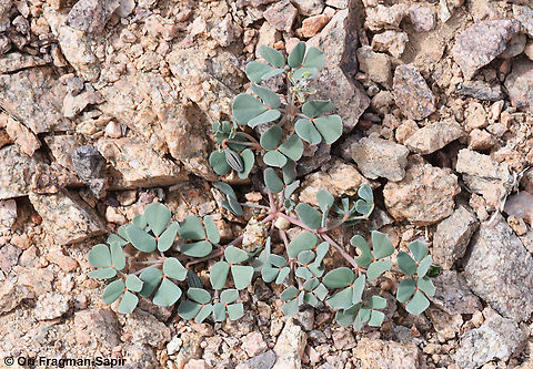 Seetzenia orientalis  Geotagged,Israel,Seetzenia orientalis,Winter