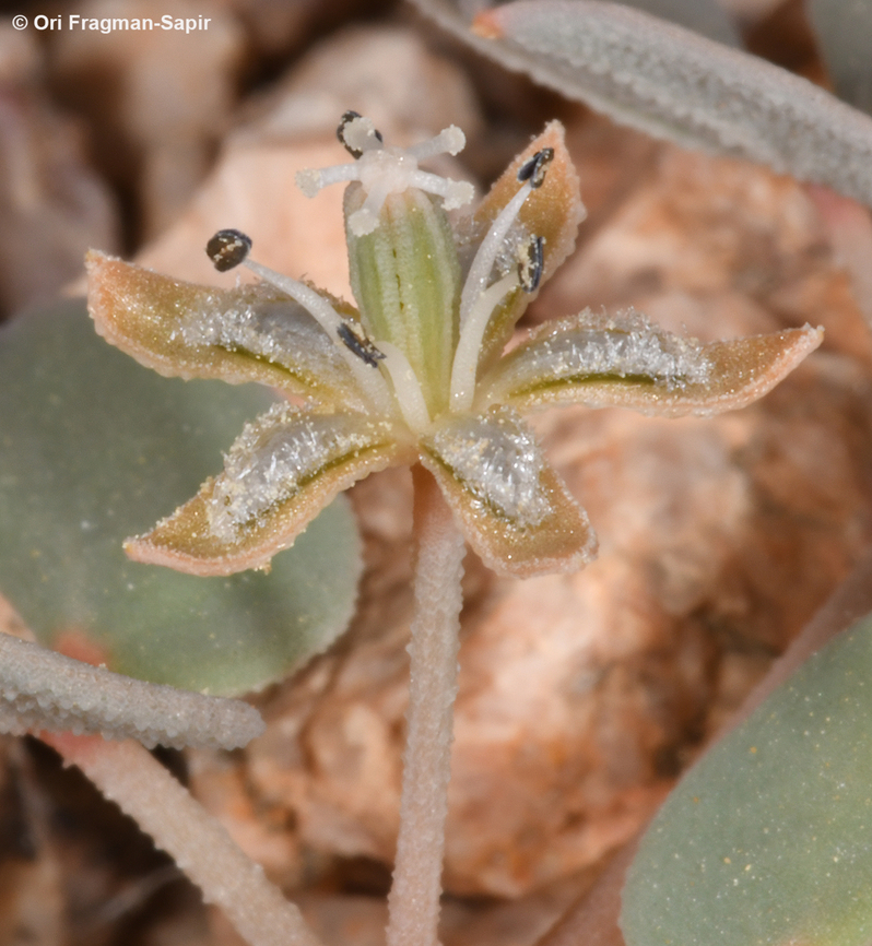 Seetzenia orientalis  Geotagged,Israel,Seetzenia orientalis,Winter