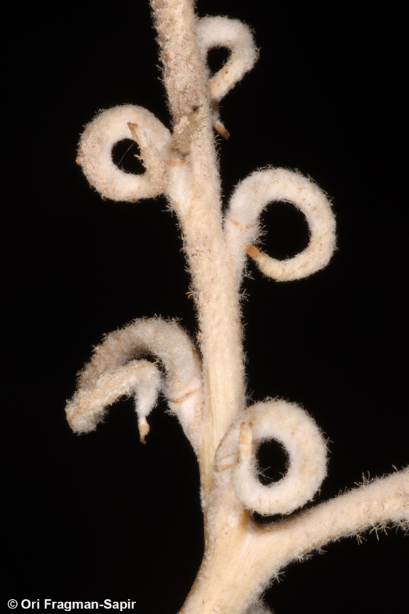 Morettia parviflora  Geotagged,Israel,Morettia parviflora,Winter