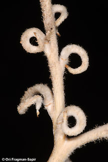 Morettia parviflora  Geotagged,Israel,Morettia parviflora,Winter