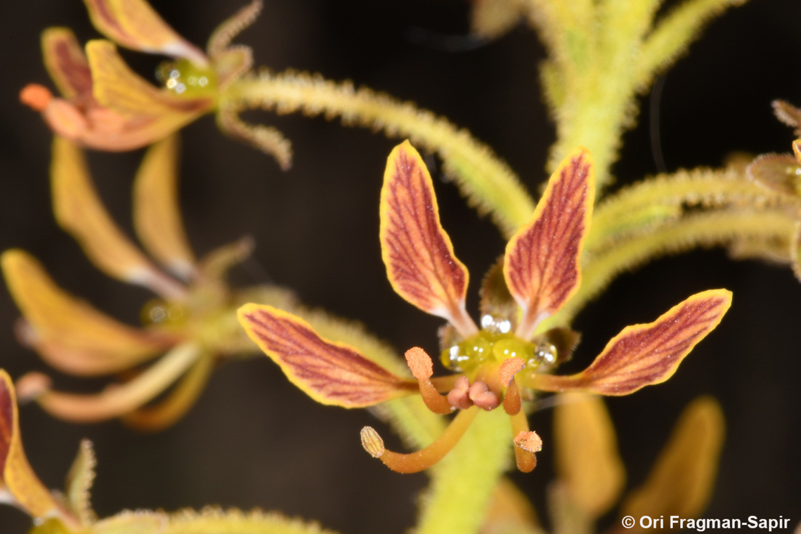 Cleome arabica  Cleome arabica,Geotagged,Israel,Winter