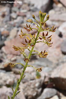 Cleome arabica  Cleome arabica,Geotagged,Israel,Winter