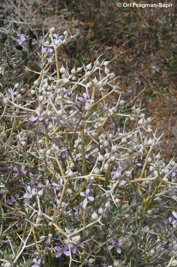 Zilla spinosa  Geotagged,Israel,Winter,Zilla spinosa