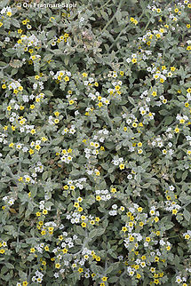 Heliotropium arbainense  Geotagged,Heliotropium arbainense,Israel,Winter