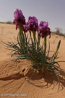 Iris mariae  Geotagged,Iris mariae,Israel,Mary's Iris,Winter