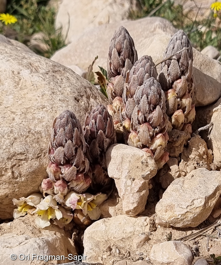 Cistanche fissa  Cistanche fissa,Cistanche mimii,Geotagged,Israel,Winter