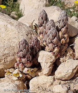 Cistanche fissa  Cistanche fissa,Cistanche mimii,Geotagged,Israel,Winter