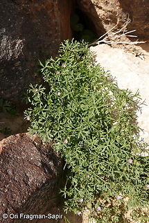 Malva aegyptia  Geotagged,Israel,Malva aegyptia,Winter